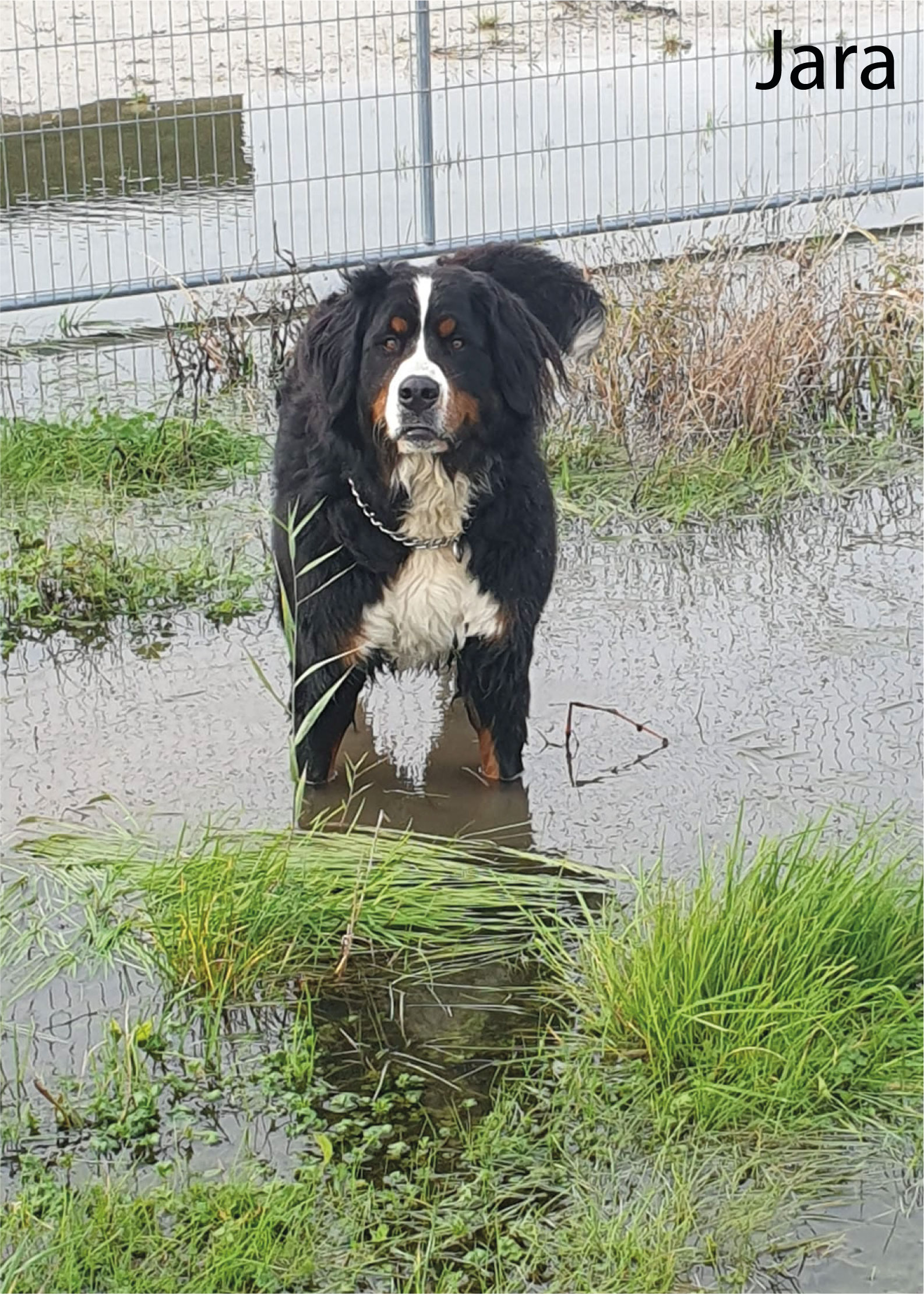 young man side profile having beard trimmed with scissors
