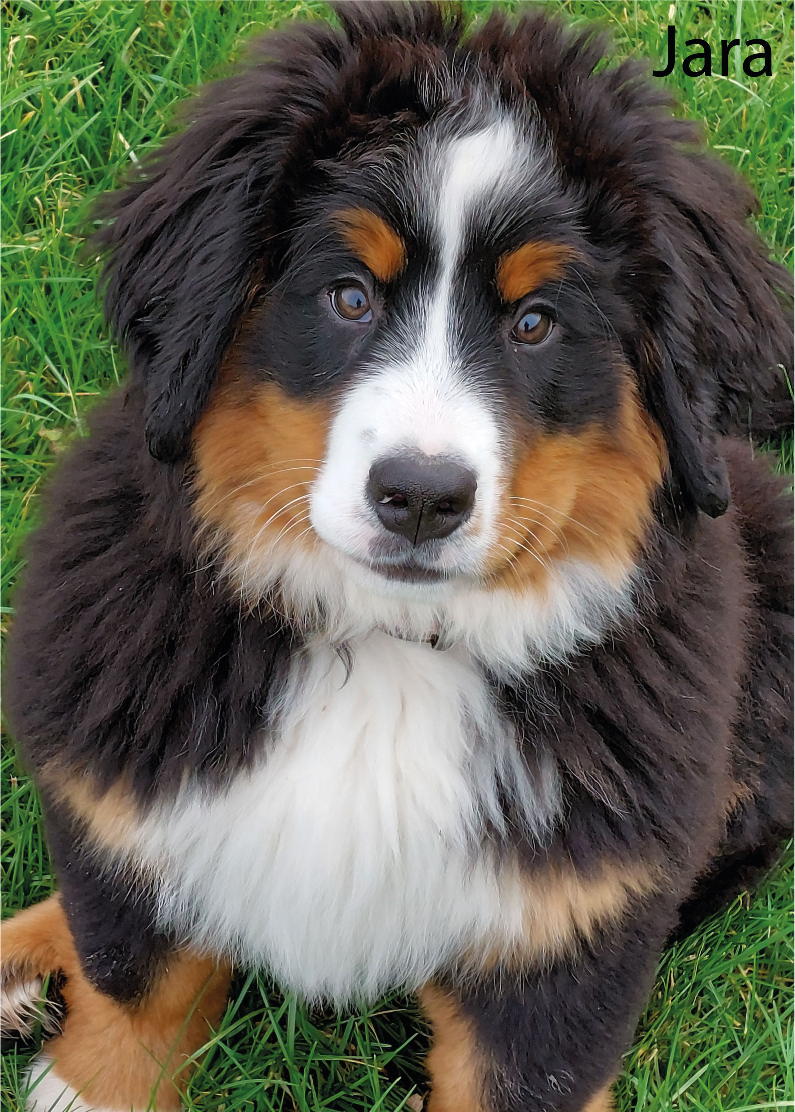 young man side profile having beard trimmed with scissors
